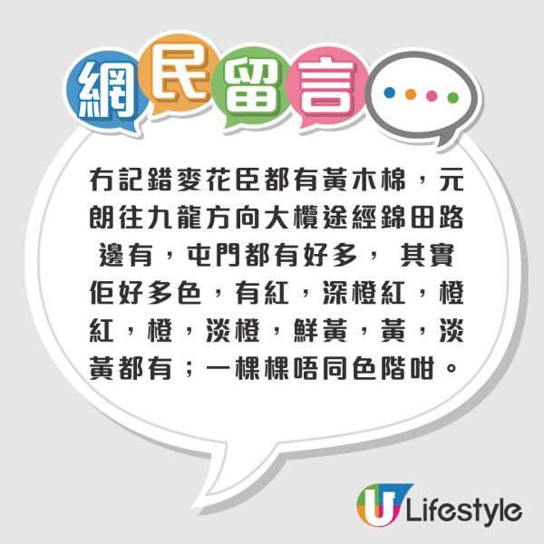 元朗地盤「黃金木棉」驚艷盛開！施工方1個舉動護樹獲網民激讚：值得表揚