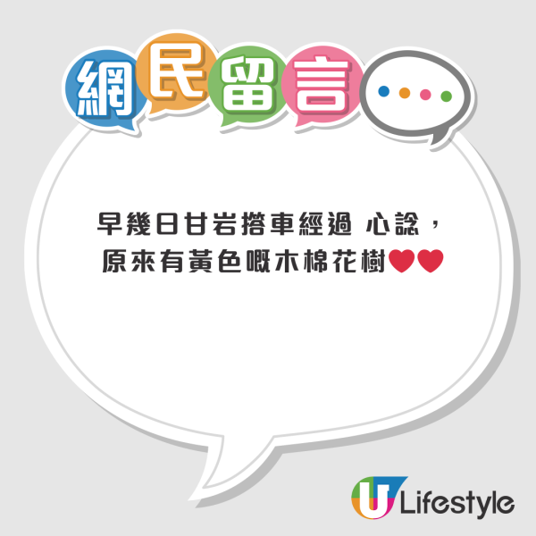 元朗地盤「黃金木棉」驚艷盛開！施工方1個舉動護樹獲網民激讚：值得表揚