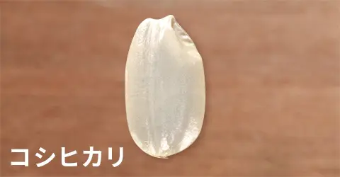 日本米攻略｜香港華御結日本米平過當地買？網民解構3大原因 附10大米種揀米及炊煮貼士 