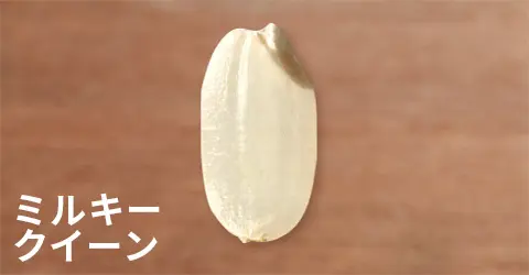 日本米攻略｜香港華御結日本米平過當地買？網民解構3大原因 附10大米種揀米及炊煮貼士 