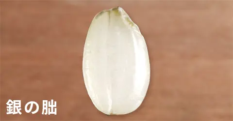 日本米攻略｜香港華御結日本米平過當地買？網民解構3大原因 附10大米種揀米及炊煮貼士 