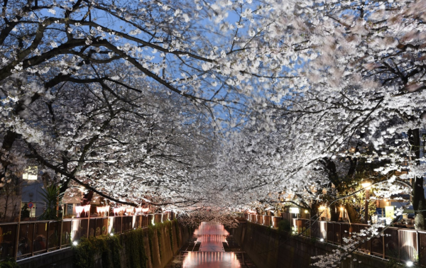 中目黑櫻花節(圖片來源:japan.travel) 東京櫻花祭2026|東京賞櫻勝地8大推介!日本橋櫻花限定甜點、小金井1400棵櫻花盛放