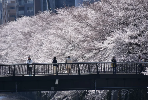 中目黑櫻花節(圖片來源:japan.travel) 東京櫻花祭2026|東京賞櫻勝地8大推介!日本橋櫻花限定甜點、小金井1400棵櫻花盛放