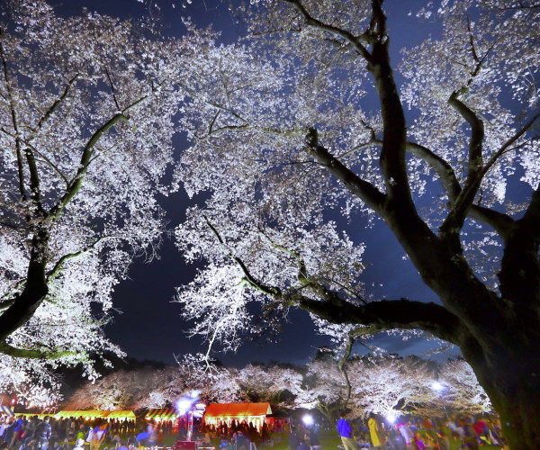 小金井櫻花節(圖片來源:koganei-kanko.jp) 東京櫻花祭2026|東京賞櫻勝地8大推介!日本橋櫻花限定甜點、小金井1400棵櫻花盛放