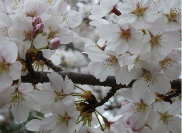 小金井櫻花節(圖片來源:hanami.walkerplus.com) 東京櫻花祭2026|東京賞櫻勝地8大推介!日本橋櫻花限定甜點、小金井1400棵櫻花盛放