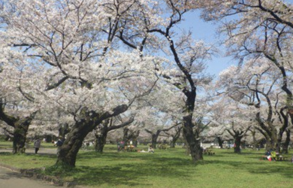 小金井櫻花節(圖片來源:hanami.walkerplus.com) 東京櫻花祭2026|東京賞櫻勝地8大推介!日本橋櫻花限定甜點、小金井1400棵櫻花盛放