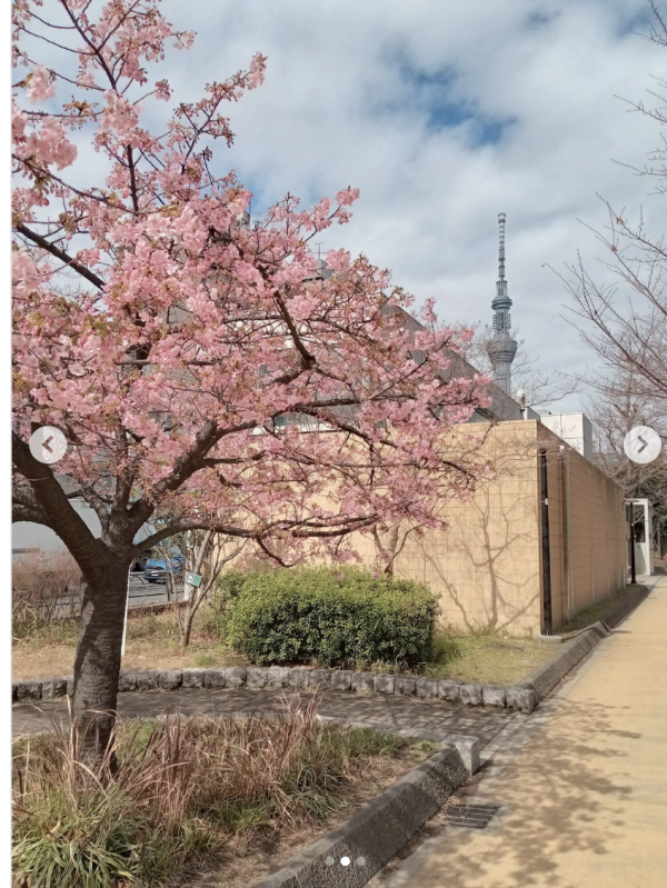 錦糸公園櫻花節(圖片來源:Instagram@nari_homare) 東京櫻花祭2026|東京賞櫻勝地8大推介!日本橋櫻花限定甜點、小金井1400棵櫻花盛放
