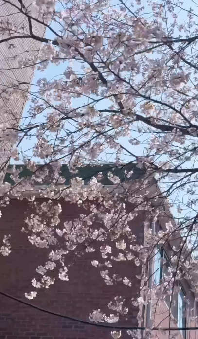 【韓國櫻花2026】首爾8大必去櫻花Cafe 春天必去!絕美櫻花陽台/櫻花窗景