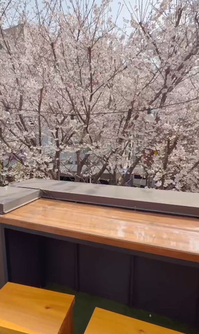 【韓國櫻花2026】首爾8大必去櫻花Cafe 春天必去!絕美櫻花陽台/櫻花窗景