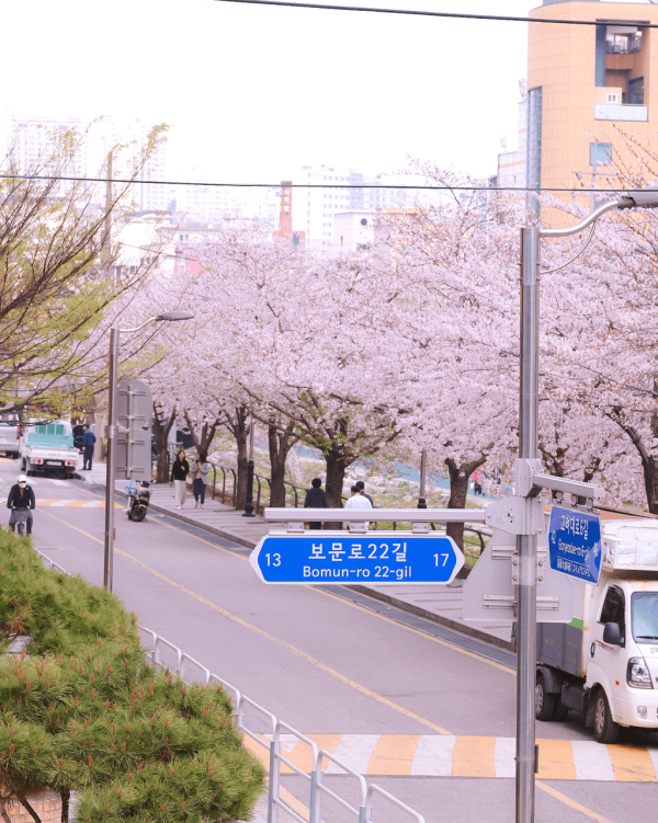 【韓國櫻花2026】首爾8大必去櫻花Cafe 春天必去!絕美櫻花陽台/櫻花窗景