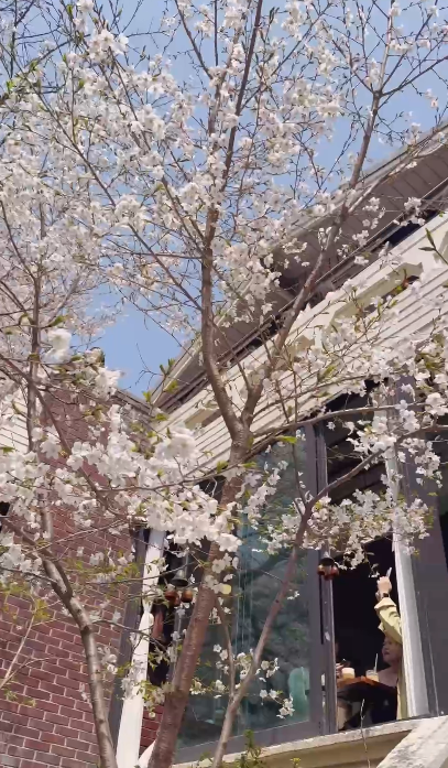 【韓國櫻花2026】首爾8大必去櫻花Cafe 春天必去!絕美櫻花陽台/櫻花窗景