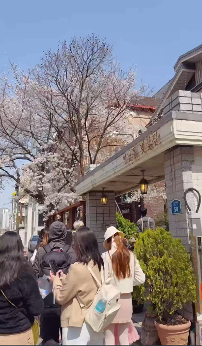 【韓國櫻花2026】首爾8大必去櫻花Cafe 春天必去!絕美櫻花陽台/櫻花窗景