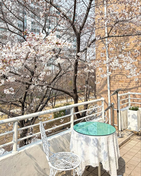【韓國櫻花2026】首爾8大必去櫻花Cafe 春天必去!絕美櫻花陽台/櫻花窗景