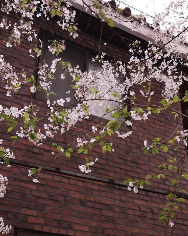 【韓國櫻花2026】首爾8大必去櫻花Cafe 春天必去!絕美櫻花陽台/櫻花窗景