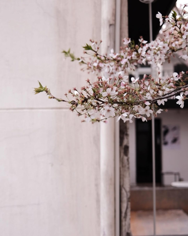 【韓國櫻花2026】首爾8大必去櫻花Cafe 春天必去!絕美櫻花陽台/櫻花窗景