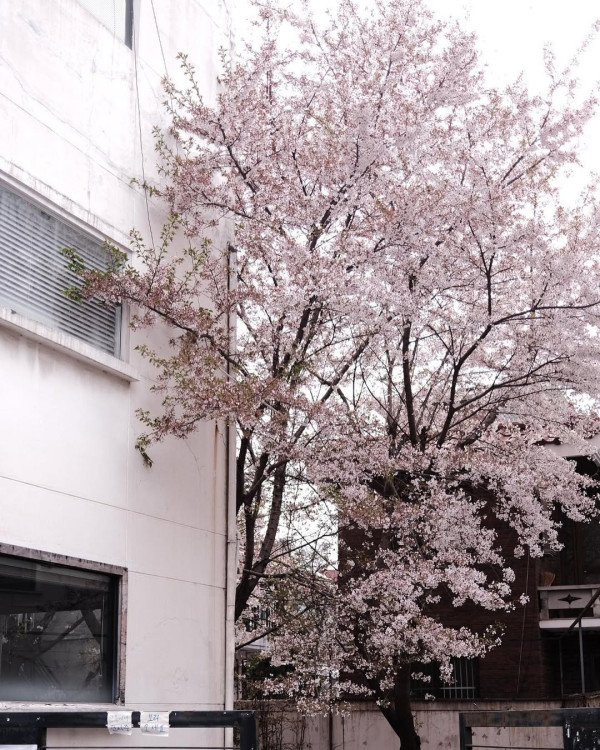 【韓國櫻花2026】首爾8大必去櫻花Cafe 春天必去!絕美櫻花陽台/櫻花窗景