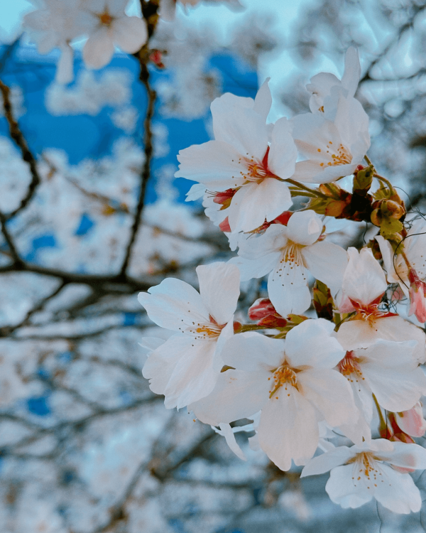 【韓國櫻花2026】首爾8大必去櫻花Cafe 春天必去!絕美櫻花陽台/櫻花窗景