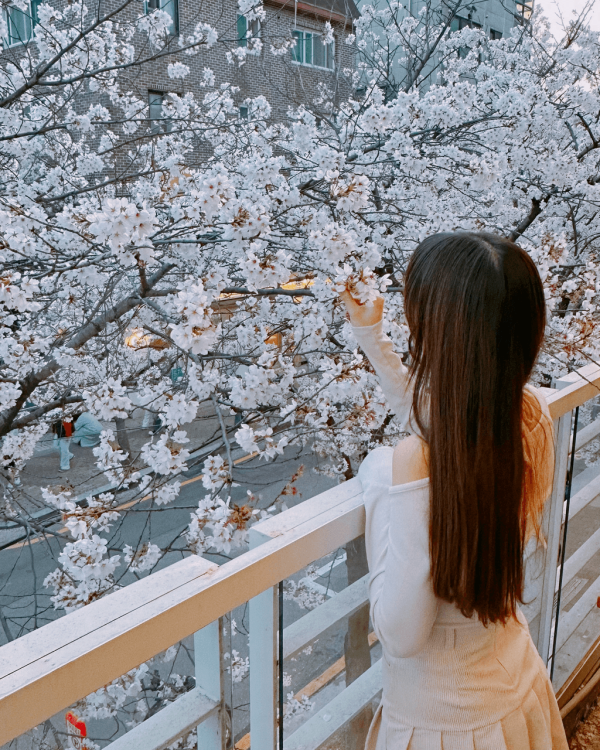 【韓國櫻花2026】首爾8大必去櫻花Cafe 春天必去!絕美櫻花陽台/櫻花窗景