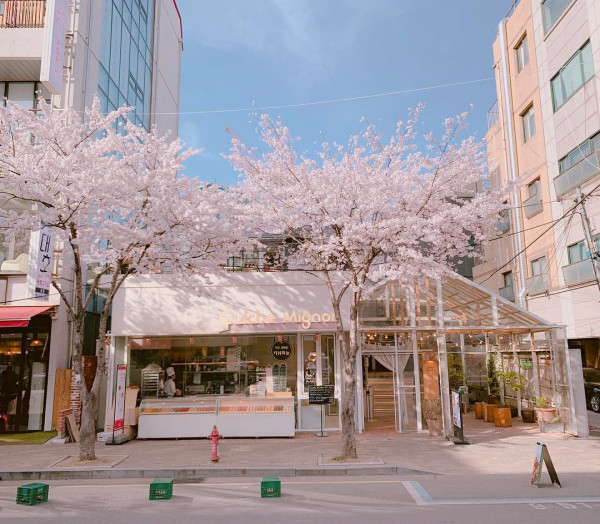 【韓國櫻花2026】首爾8大必去櫻花Cafe 春天必去!絕美櫻花陽台/櫻花窗景