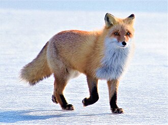 圖片來源：wikipedia