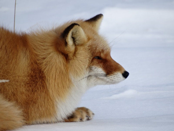 圖片來源：Observation.org