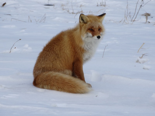 圖片來源：Observation.org