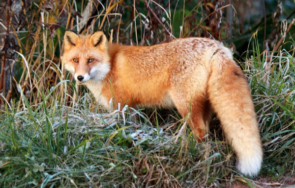 圖片來源：sounkyovc.net