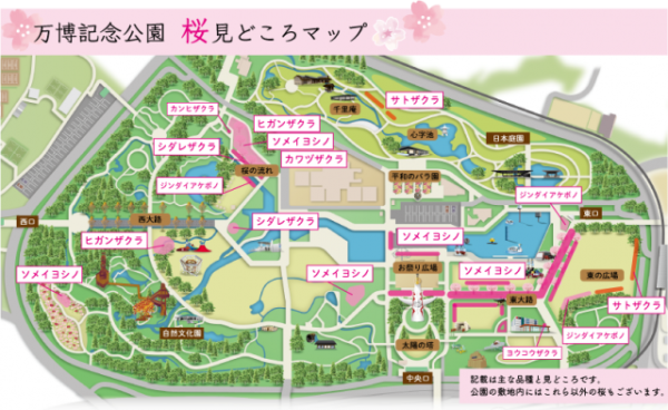 萬博紀念公園櫻花祭(圖片來源:萬博紀念公園官網) 關西櫻花祭2026|大阪京都8大必去賞櫻景點推薦!附活動日期+交通地址
