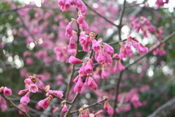 萬博紀念公園櫻花祭(圖片來源:萬博紀念公園官網) 關西櫻花祭2026|大阪京都8大必去賞櫻景點推薦!附活動日期+交通地址