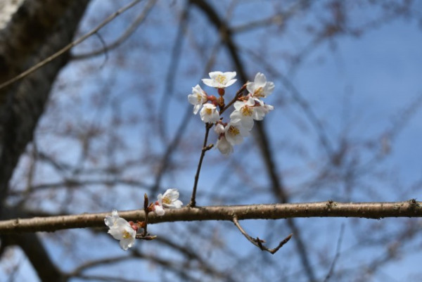 萬博紀念公園櫻花祭(圖片來源:萬博紀念公園官網) 關西櫻花祭2026|大阪京都8大必去賞櫻景點推薦!附活動日期+交通地址