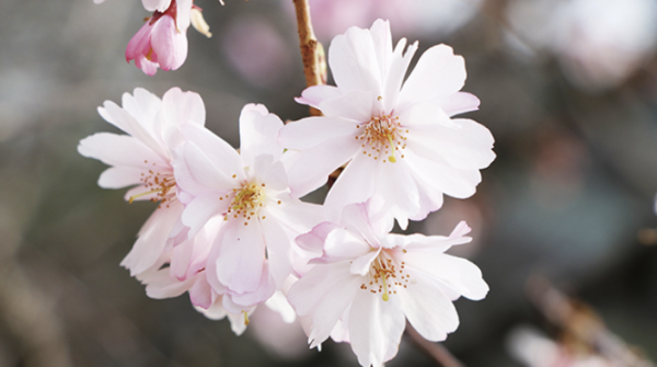 大阪城春祭(圖片來源:osakacastlepark.jp) 關西櫻花祭2026|大阪京都8大必去賞櫻景點推薦!附活動日期+交通地址