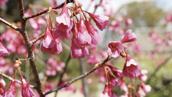 大阪城春祭(圖片來源:osakacastlepark.jp) 關西櫻花祭2026|大阪京都8大必去賞櫻景點推薦!附活動日期+交通地址