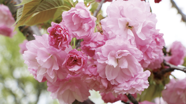 大阪城春祭(圖片來源:osakacastlepark.jp) 關西櫻花祭2026|大阪京都8大必去賞櫻景點推薦!附活動日期+交通地址