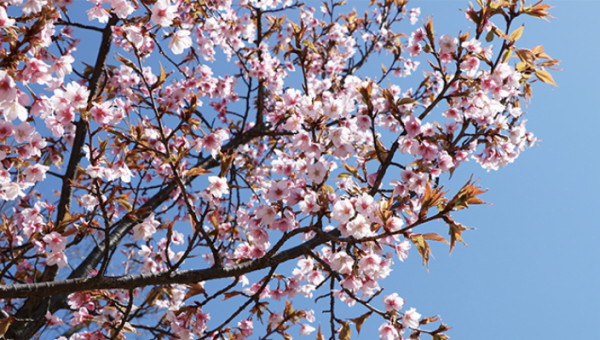 大阪城春祭(圖片來源:osakacastlepark.jp) 關西櫻花祭2026|大阪京都8大必去賞櫻景點推薦!附活動日期+交通地址