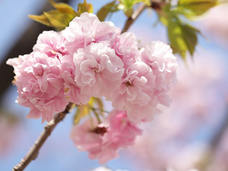 大阪造幣局(圖片來源:mint.go.jp) 關西櫻花祭2026|大阪京都8大必去賞櫻景點推薦!附活動日期+交通地址