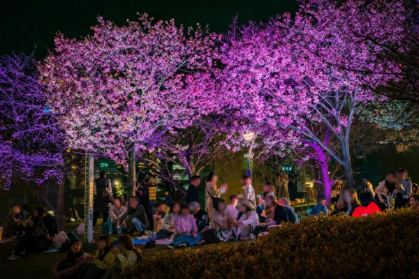 扇町公園櫻花祭(圖片來源:tryhardjapanevent.com) 關西櫻花祭2026|大阪京都8大必去賞櫻景點推薦!附活動日期+交通地址