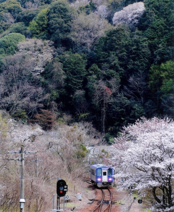 京都笠置櫻花祭 (圖片來源:Instagram@kasagi_machi) 關西櫻花祭2026|大阪京都8大必去賞櫻景點推薦!附活動日期+交通地址