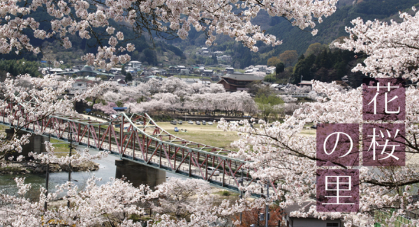 京都笠置櫻花祭 (圖片來源:kasagi-machi.org) 關西櫻花祭2026|大阪京都8大必去賞櫻景點推薦!附活動日期+交通地址