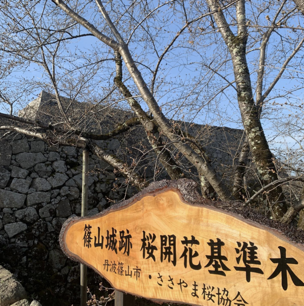 丹波篠山櫻花祭 (圖片來源:Instagram@tb_sasayama) 關西櫻花祭2026|大阪京都8大必去賞櫻景點推薦!附活動日期+交通地址