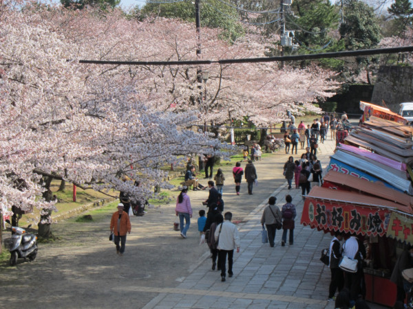 和歌山城公園櫻花祭 (圖片來源:wakayama-kanko.or.jp) 關西櫻花祭2026|大阪京都8大必去賞櫻景點推薦!附活動日期+交通地址