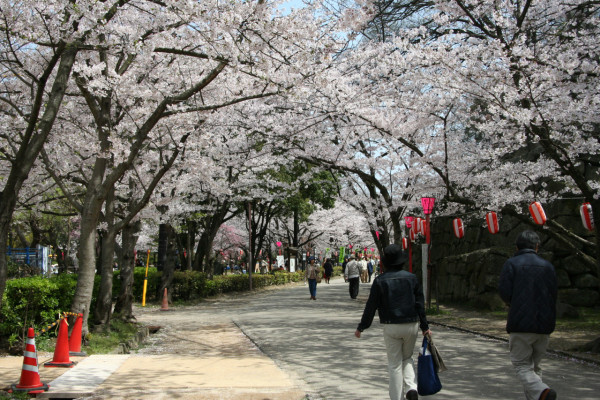 和歌山城公園櫻花祭 (圖片來源:wakayama-kanko.or.jp) 關西櫻花祭2026|大阪京都8大必去賞櫻景點推薦!附活動日期+交通地址