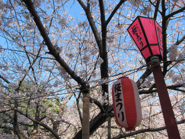 和歌山城公園櫻花祭 (圖片來源:wakayama-kanko.or.jp) 關西櫻花祭2026|大阪京都8大必去賞櫻景點推薦!附活動日期+交通地址