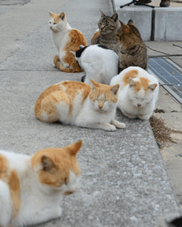 【日本自由行2026】日本深度遊小眾景點8選 此生必去沙丘/世界三大漩渦/宮崎駿動畫取景地！ 