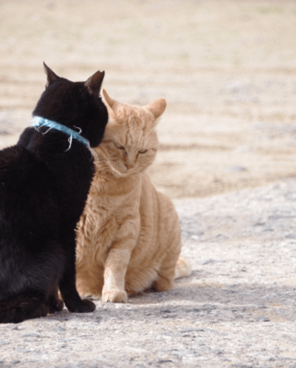 【日本自由行2026】日本深度遊小眾景點8選 此生必去沙丘/世界三大漩渦/宮崎駿動畫取景地！ 