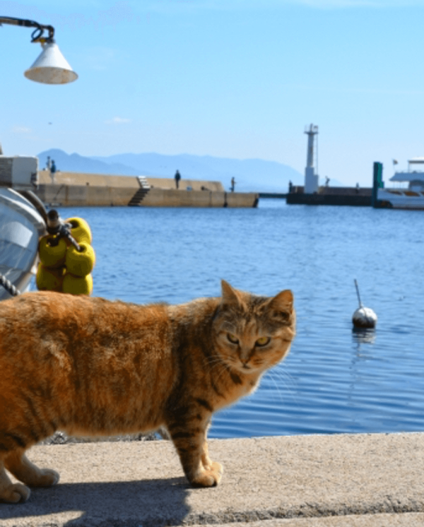 【日本自由行2026】日本深度遊小眾景點8選 此生必去沙丘/世界三大漩渦/宮崎駿動畫取景地！ 