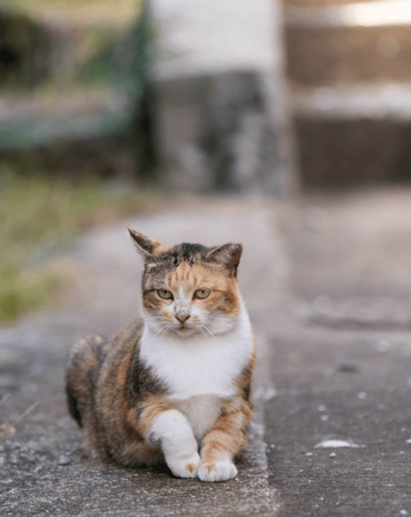 【日本自由行2026】日本深度遊小眾景點8選 此生必去沙丘/世界三大漩渦/宮崎駿動畫取景地！ 