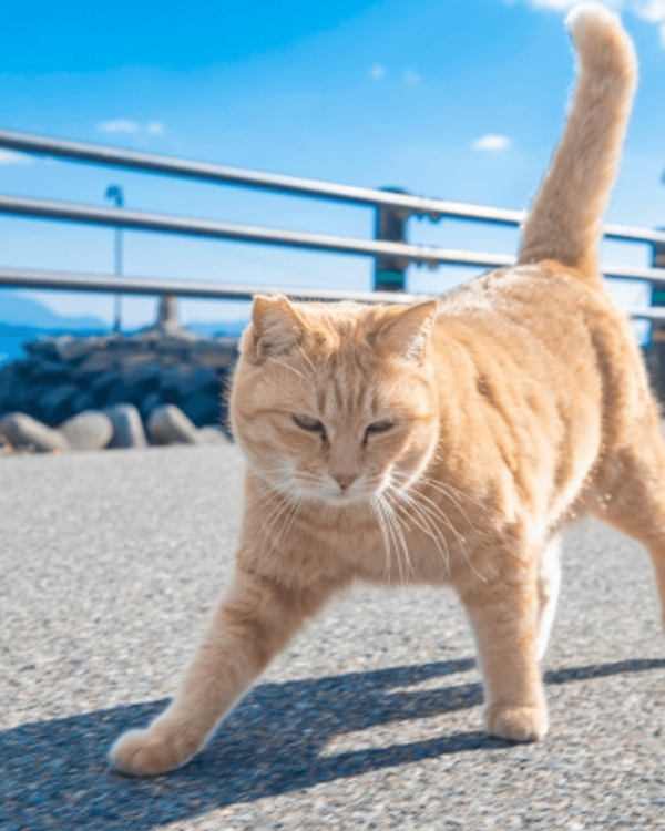 【日本自由行2026】日本深度遊小眾景點8選 此生必去沙丘/世界三大漩渦/宮崎駿動畫取景地！ 