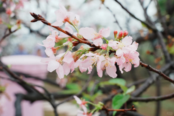 照片來源：小紅書@岗城文商旅