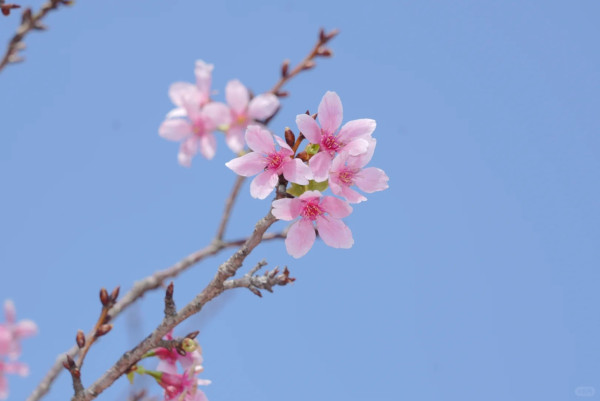 照片來源：小紅書@岗城文商旅