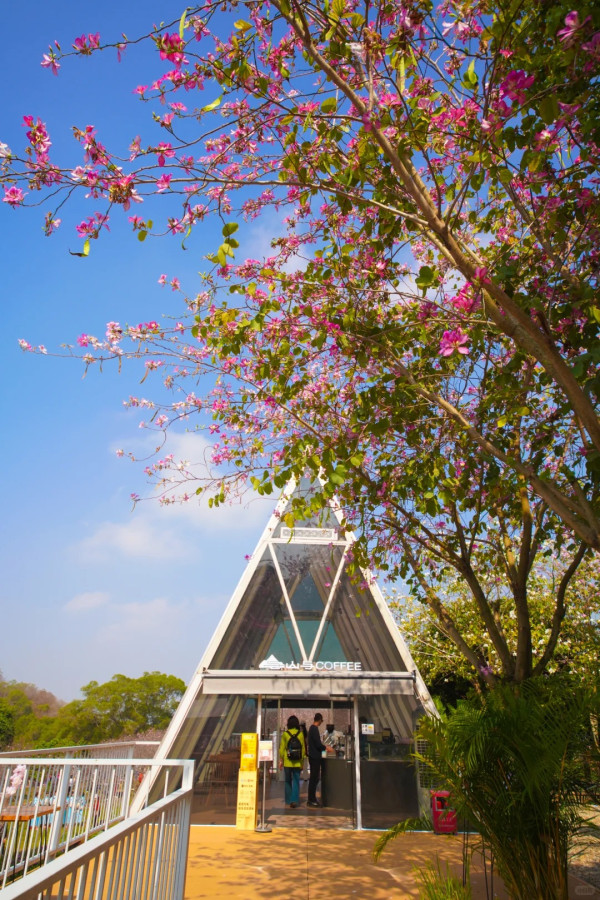 照片來源：小紅書@岗城文商旅